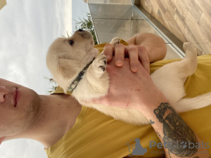 Foto №2 zu Ankündigung № 130788 zu verkaufen labrador retriever - einkaufen Montenegro quotient 	ankündigung