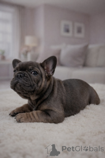 Foto №3. Französische Bulldoggen. Österreich