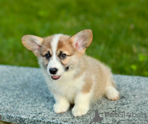 Zusätzliche Fotos: Ich biete super wunderschöne walisische Corgi-Babys zum Verkauf an) es sind 2