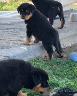 Foto №2 zu Ankündigung № 166816 zu verkaufen rottweiler - einkaufen Deutschland züchter