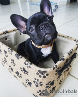 Foto №2 zu Ankündigung № 163573 zu verkaufen  - einkaufen Italien 