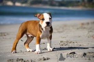 Foto №3. Amerikanische Pitbull -Terrier -Welpen. Schweiz