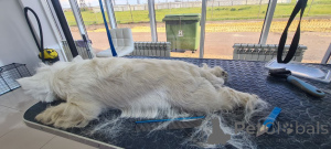 Foto №2 zu Ankündigung № 146679 zu verkaufen west highland white terrier - einkaufen Großbritannien züchter