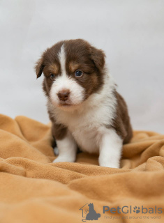 Foto №3. Miniatur American Shepherd (Mini Aussie) Welpen zu verkaufen. Russische Föderation