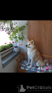 Foto №4. Paarung akita in Deutschland. Ankündigung № 128856