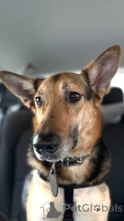 Foto №2 zu Ankündigung № 165143 zu verkaufen mischlingshund - einkaufen Russische Föderation quotient 	ankündigung