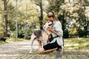 Zusätzliche Fotos: Gemischter Deutscher Schäferhund Graf in guten Händen