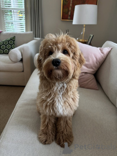 Foto №1. labradoodle - zum Verkauf in der Stadt Aiola | verhandelt | Ankündigung № 159637