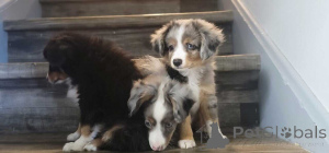 Foto №1. australian shepherd - zum Verkauf in der Stadt Frankenberg | 900€ | Ankündigung № 150663