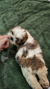 Foto №4. Ich werde verkaufen shih tzu in der Stadt Tallinn. quotient 	ankündigung, vom kindergarten, züchter - preis - 700€