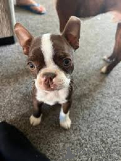 Foto №2 zu Ankündigung № 136086 zu verkaufen boston terrier - einkaufen Schweiz 