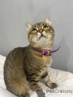 Foto №4. Ich werde verkaufen  in der Stadt Moskwa. quotient 	ankündigung - preis - Frei