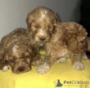 Foto №2 zu Ankündigung № 124075 zu verkaufen labradoodle - einkaufen Finnland quotient 	ankündigung