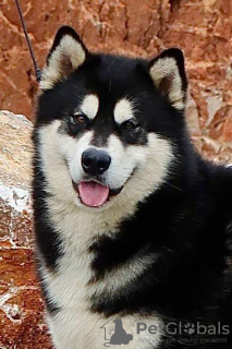 Foto №4. Ich werde verkaufen alaskan malamute in der Stadt Šid.  - preis - verhandelt