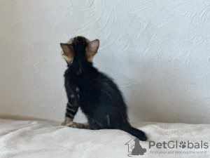 Foto №2 zu Ankündigung № 96650 zu verkaufen bengal katzenrasse - einkaufen Großbritannien quotient 	ankündigung, vom kindergarten, züchter