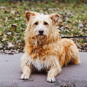 Foto №3. Ein sehr freundlicher und anhänglicher Hund Duke sucht ein Zuhause. Russische Föderation