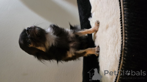 Foto №3. Chihuahua Mini wird verkauft. Finnland