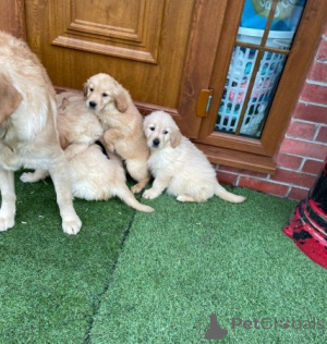 Foto №3. Ausgezeichnete Golden Retriever Welpen. Kanada