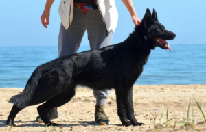 Zusätzliche Fotos: Hündin, Schäferhund von 19.11., schwarz mit FCI-Papieren