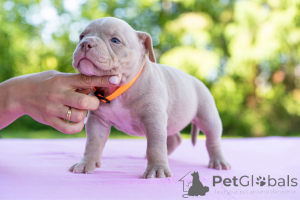 Foto №3. Amerikanische Bools. Estland