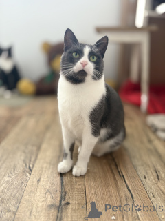 Foto №3. Charmante Livi. Weißrussland