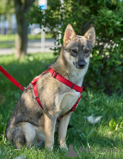 Foto №3. Lady Dog, mit dem einfach und ruhig ist.. Russische Föderation