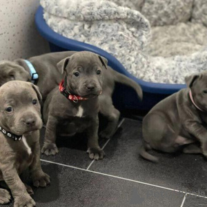 Foto №1. staffordshire bull terrier - zum Verkauf in der Stadt Alberville | 450€ | Ankündigung № 151209