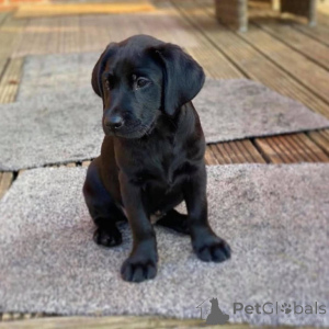 Foto №4. Ich werde verkaufen labrador retriever in der Stadt Delsbo. quotient 	ankündigung, züchter - preis - 1000€