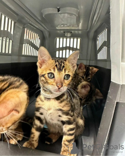 Foto №3. Upeita Bengalin kissanpentuja. Finnland