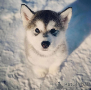 Foto №2 zu Ankündigung № 172901 zu verkaufen alaskan malamute - einkaufen Slowenien quotient 	ankündigung
