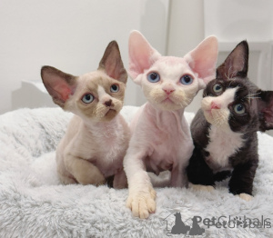 Foto №1. devon rex - zum Verkauf in der Stadt Berlin | verhandelt | Ankündigung № 174744