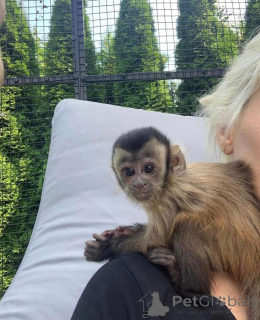 Foto №1.  - zum Verkauf in der Stadt Toronto | verhandelt | Ankündigung № 161364