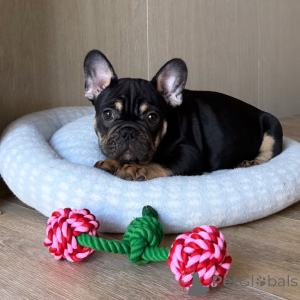 Foto №2 zu Ankündigung № 169150 zu verkaufen französische bulldogge - einkaufen Finnland quotient 	ankündigung