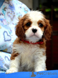 Foto №2 zu Ankündigung № 139035 zu verkaufen cavalier king charles spaniel - einkaufen Serbien züchter