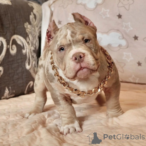 Foto №2 zu Ankündigung № 137875 zu verkaufen american bully - einkaufen USA quotient 	ankündigung