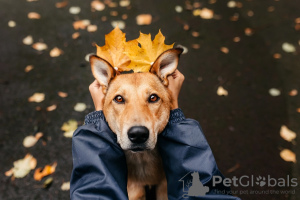 Foto №1. mischlingshund - zum Verkauf in der Stadt Москва | Frei | Ankündigung № 97189