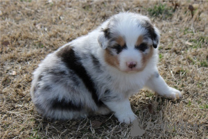 Foto №2 zu Ankündigung № 110084 zu verkaufen australian shepherd - einkaufen USA 