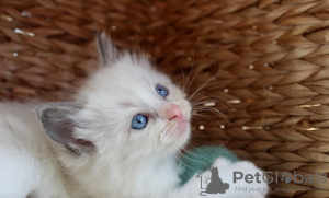 Foto №2 zu Ankündigung № 114992 zu verkaufen ragdoll-katze - einkaufen USA 