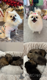 Foto №1.  - zum Verkauf in der Stadt Pano Lefkara | 339€ | Ankündigung № 161330