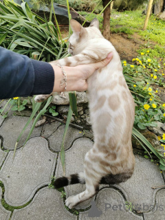 Foto №2 zu Ankündigung № 153265 zu verkaufen  - einkaufen Schweden quotient 	ankündigung