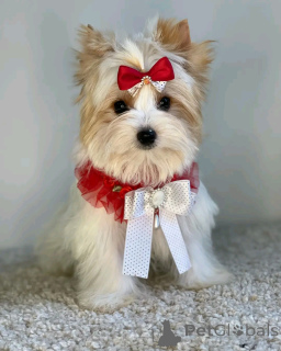 Foto №3. Beaver Yorkshire Terrier Welpen zur Adoption Verflügbar. Deutschland