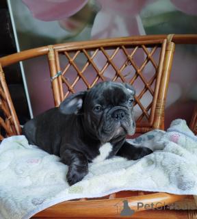 Foto №3. Hübscher Junge der französischen Bulldogge.. Weißrussland