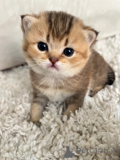 Foto №4. Ich werde verkaufen schottische faltohrkatze in der Stadt Nice. züchter - preis - verhandelt