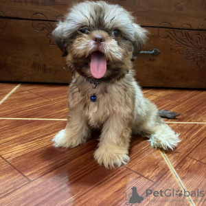 Foto №4. Ich werde verkaufen shih tzu in der Stadt Livingston. quotient 	ankündigung - preis - 510€