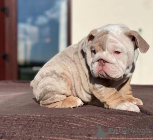 Foto №2 zu Ankündigung № 168255 zu verkaufen englische bulldogge - einkaufen Dänemark quotient 	ankündigung