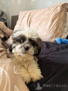 Foto №4. Ich werde verkaufen shih tzu in der Stadt Herdwangen-Schönach.  - preis - 580€