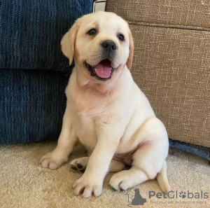 Foto №3. GOLDEN RETRIEVER LABRADOR WELPE. Frankreich