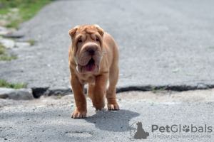 Foto №2 zu Ankündigung № 12626 zu verkaufen shar-pei - einkaufen Finnland züchter