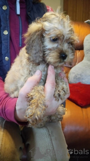 Foto №1. amerikanischer cocker spaniel - zum Verkauf in der Stadt Bochum | 400€ | Ankündigung № 149066