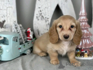 Foto №3. Auf die Toilette trainierte Dackel. USA